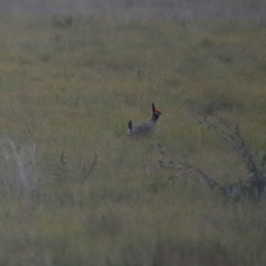 Tympanuchus pallidicinctus