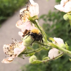 Bombus hypnorum