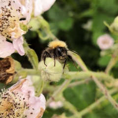 Bombus hypnorum