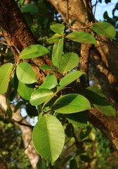 Ficus drupacea
