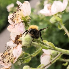 Bombus hypnorum