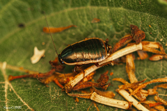 Insecta
