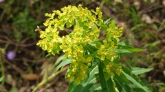 Euphorbia ceratocarpa