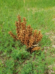 Orobanche lutea