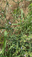 Cichorium intybus