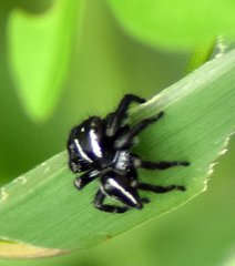Carrhotus viduus