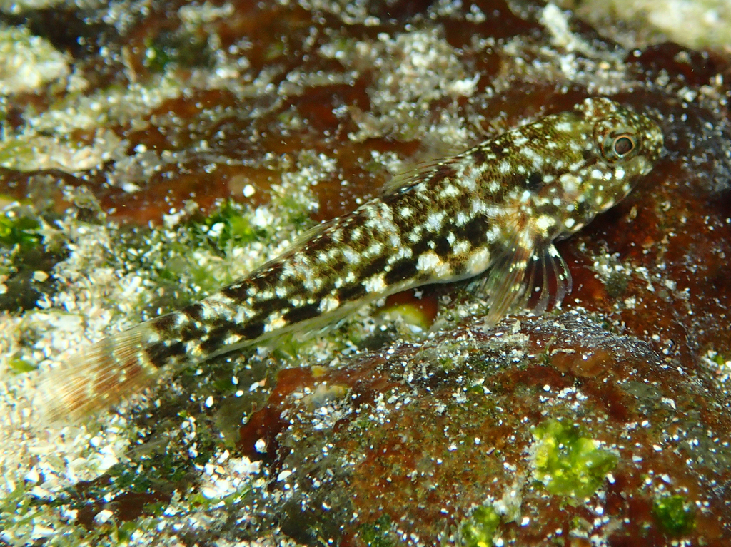 Lined frillfin goby (Bathygobius lineatus) — Gobiidae