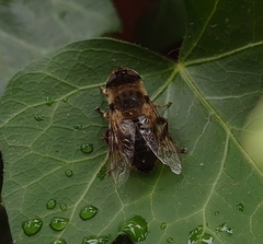 Eristalis tenax