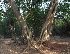 Ficus drupacea