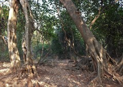 Ficus drupacea