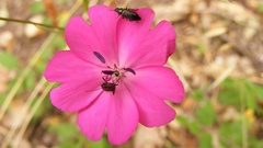 Eudianthe coeli-rosa