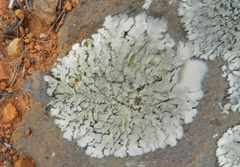 Xanthoparmelia lineola