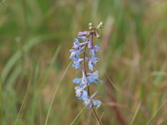 Delphinium carolinianum virescens