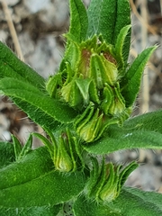 Echium rosulatum