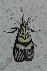 Heortia vitessoides