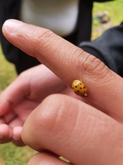 Harmonia axyridis