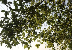 Ficus drupacea