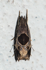 Helcystogramma hibisci