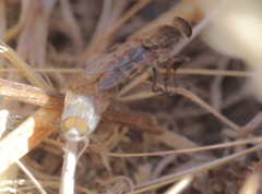 Notiothereva albiventris