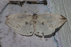 Cyclidia substigmaria