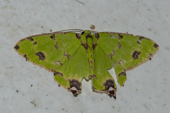 Agathia lycaenaria