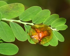 Aspidimorpha furcata