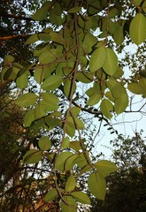 Ficus drupacea