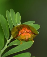 Aspidimorpha furcata