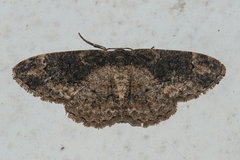 Parapholodes fuliginea