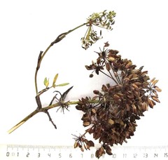 Notobubon laevigatum