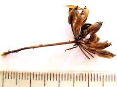 Notobubon laevigatum