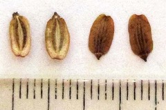 Notobubon laevigatum