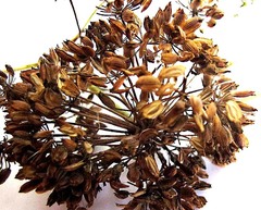Notobubon laevigatum