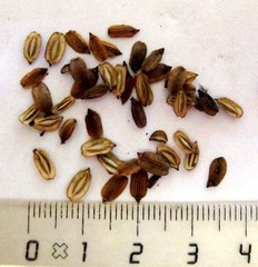 Notobubon laevigatum
