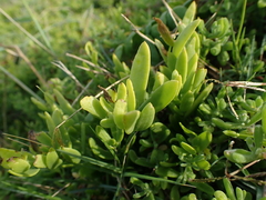 Thesium triflorum