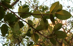 Ficus drupacea