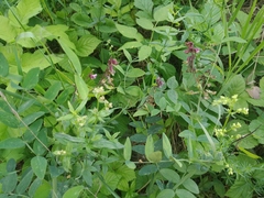 Vicia megalotropis