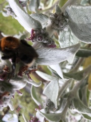 Bombus hypnorum