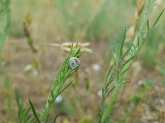 Helicella itala