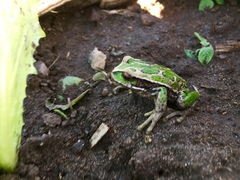 Riobamba Marsupial Frog photo 4