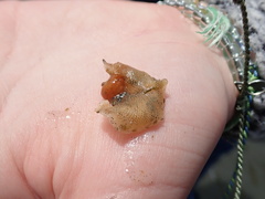 Dendrobeania