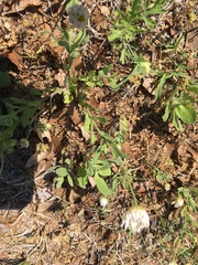 Aphanostephus ramosissimus