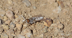 Notiothereva albiventris