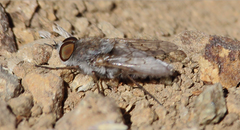 Notiothereva albiventris