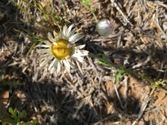 Aphanostephus ramosissimus