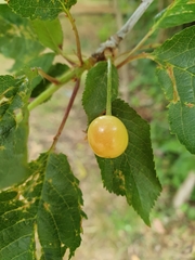 Prunus