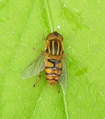 Parhelophilus integer