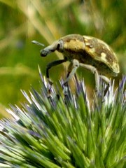 Larinus onopordi
