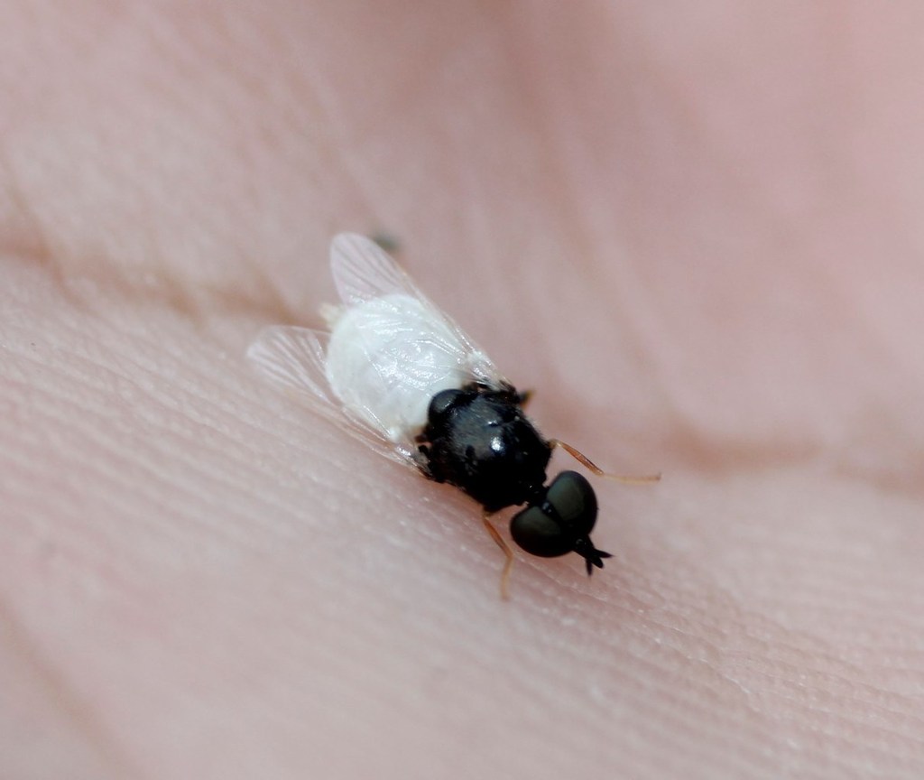 Nemotelus kansensis