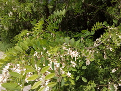 Robinia pseudoacacia